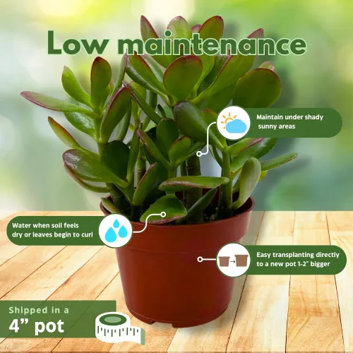 Miniatura 5 de BubbleBlooms Suculenta de jade en una maceta de 4 pulgadas Crassula ovata