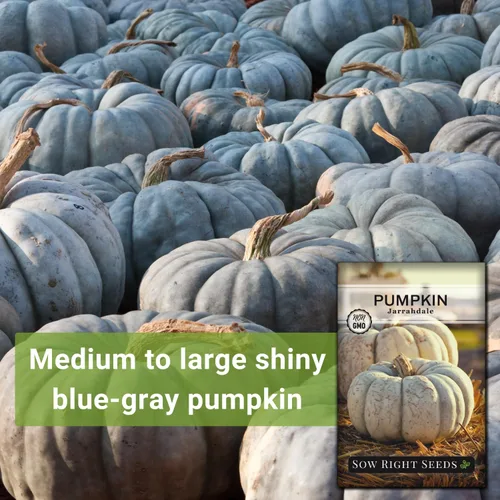 Miniatura 3 de Sow Right Seeds - Semillas de calabaza Jarrahdale para plantar - Paquete de reliquia sin OMG con instrucciones para plantar y cultivar un huerto
