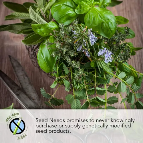 Miniatura 6 de Seed Needs, Colección de Paquetes de Semillas de Diente de León (3 Variedades de Semillas para Plantar) No-GMO y Sin Tratamiento - Diente de León