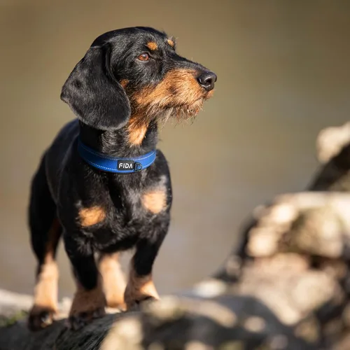 Miniatura 8 de Fida Juego de collar de perro de 14.5 a 19 pulgadas con correa de perro de 4 pies, juego de correa y collar resistentes para perros medianos
