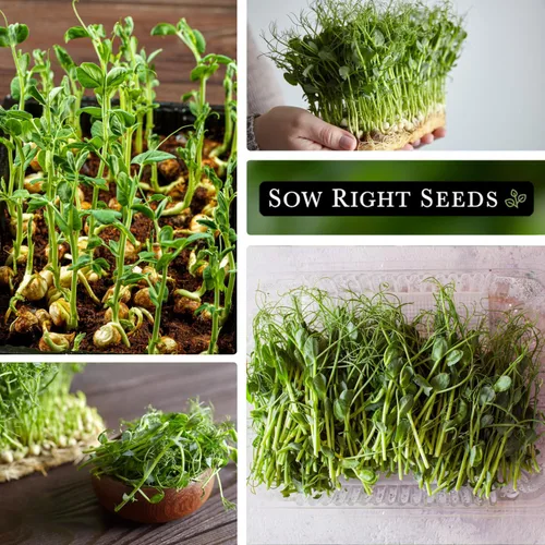 Miniatura 4 de Sow Right Seeds - Semilla de microverde de germinación de germinación de guisantes para el cultivo - Instrucciones para cultivar rápidamente tus