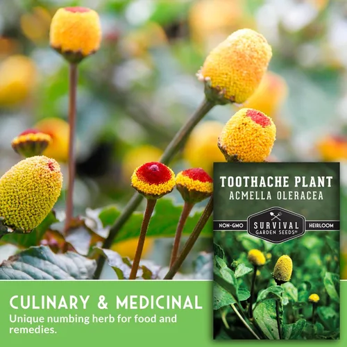 Miniatura 5 de Acmella Oleracea Spilanthes - Semillas de plantas para el dolor de muelas para plantar, botón de zumbido, hierba medicinal eléctrica y flor