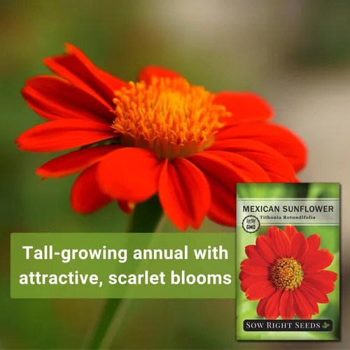 Miniatura 3 de Sow Right Seeds - Semillas de girasol mexicano para plantar - Paquete de reliquia sin OMG con instrucciones para cultivar - Flores de color naranja