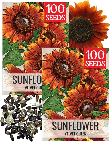 Miniatura 45 de Seed Needs Semillas de girasol para plantar girasoles de manchas solares enanas, semillas de flores de corte anual de polinización abierta