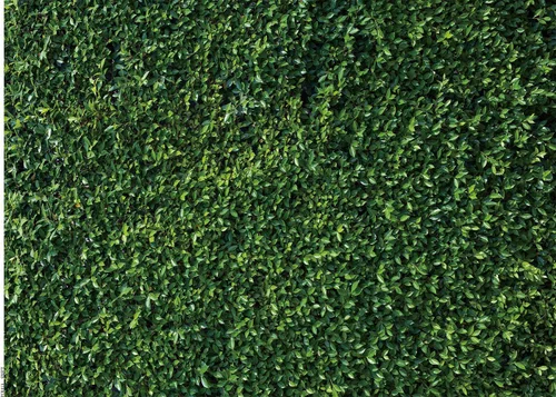 Fondo de fotografía de hojas verdes, telón de fondo de hierba, pared, vegetación, safari, decoración de fiesta, sesión de fotos, recién nacido, baby