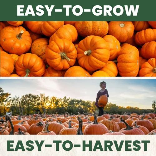 Miniatura 5 de Connecticut Field Pumpkin – 30 semillas de primera calidad para plantar – reliquia clásica, cosechas grandes, exhibiciones de otoño vibrantes