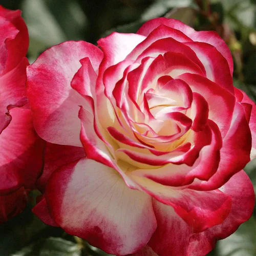 Miniatura 3 de Rosas de reliquia Grandiflora, planta de raíz propia viva para jardín al aire libre, Cherry Parfait™, ligeramente fragantes, zonas de rusticidad