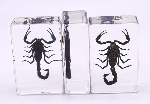 Miniatura 8 de 44mm de escorpión negro real en resina de lucite transparente cristalina, especímenes de artesanía, insectos de varios animales, colección