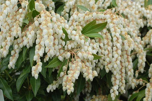 Miniatura 2 de Pieris jap. 'Compacta' (Andrómeda japonesa compacta) Evergreen, #3 - Contenedor