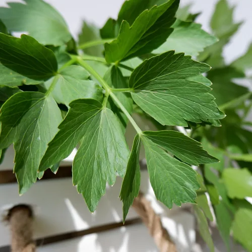 Miniatura 7 de Seed Needs Semillas de apio para plantar hierbas culinarias tradicionales sin OMG, 2 paquetes