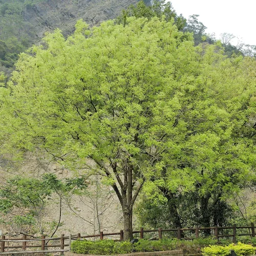 Miniatura 2 de Pistache chino, caducifolio, árbol de sombra, tolerante a la sequía, resistente, tamaño mediano, altura del árbol de 3-4 pies, 5 galones