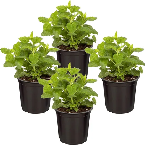 Miniatura 18 de Hierba aromática y comestible viva, lavanda (4 por paquete), potenciador natural del sueño, 6 pulgadas de alto por 4 pulgadas de ancho en 1 pinta