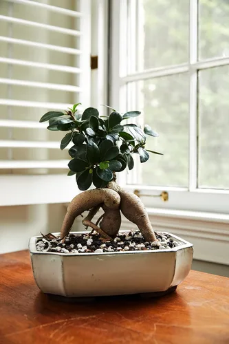 Miniatura 5 de Fertilizante multiusos para bonsái de The Bonsai Supply - 1.8 Lbs Resultados rápidos Micro nutrientes para la salud del bonsái vital
