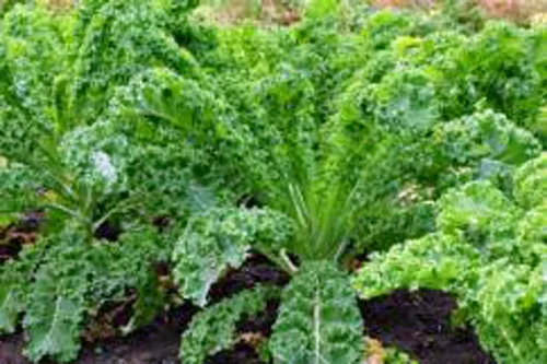 Kale, Premier Seeds, sin OMG, 100 semillas por paquete. Alto rendimiento Nombre del producto