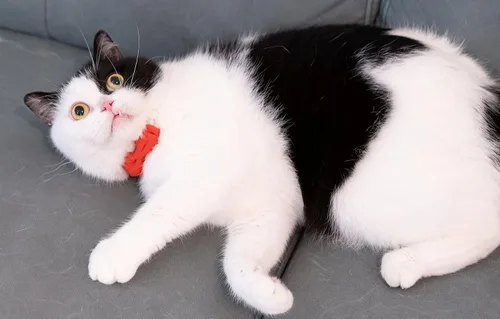 Miniatura 3 de Collar para Gato Mascota Separable con Campana y Moño Desmontable Ajustable Seguridad para Gatito Cachorro Niña Niño 2 piezas Navidad-A