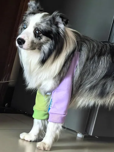 Miniatura 7 de Coderas para perros, rodilleras, tratamiento de callos para heridas, patas delanteras para dejar de lamer, perros medianos y grandes, L, color morado