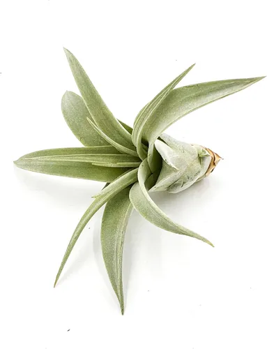Miniatura 2 de ragnaroc Planta de aire vivo – Tillandsia Xerographica Pup, regular 2-4 pulgadas – 1 unidad – Ideal para regalos y regalos, plantas