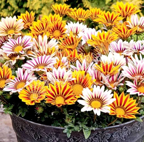 Miniatura 5 de 100 semillas de Gazania mezcla a rayas flores plantas de cobertura del suelo raras crecen fácilmente - PeavyTailor