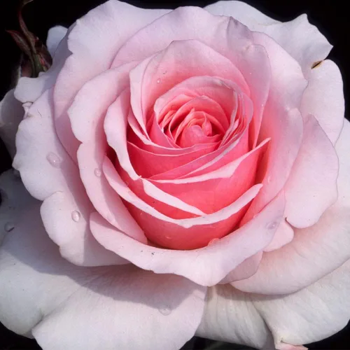 Miniatura 2 de Rosas resistentes de reliquia, planta de raíz propia viva para jardín al aire libre, Hawkeye Belle, muy fragante, zonas de rusticidad: 4-10