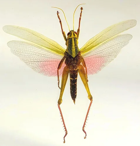 Miniatura 18 de Escarabajo británico Chafer de rosa real de 1.732 pulgadas en resina de lucita cristalina, muestra preservada de cetonia aurata, insectos