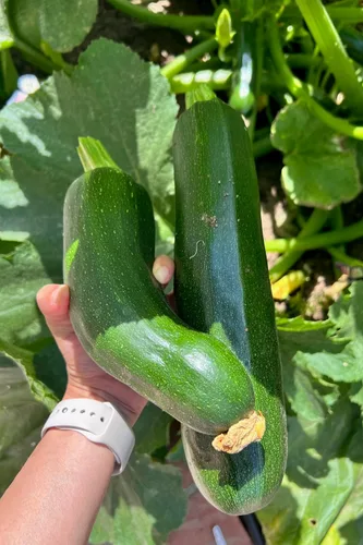 Miniatura 6 de Plant Good Seed Semillas de calabacín orgánicas Black Beauty, paquete de 20, semillas tradicionales para plantar verduras, suministros