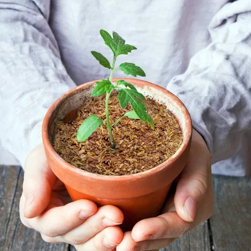 Miniatura 5 de Chips de cedro 100% natural Mantillo Ideal para plantas en macetas al aire libre o de interior Cama para perros Agradable aroma terroso 4