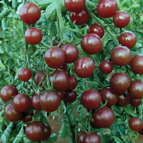 Miniatura 6 de 50+ Semillas de Tomate Cherry - Negro Vegetal