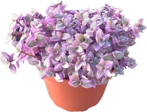 Suculenta Viva de 4" Callisia Repens Pink Lady Turtle Vine, Plantas Suculentas Vivas Completamente Enraizadas Planta de Casa para Decoración del