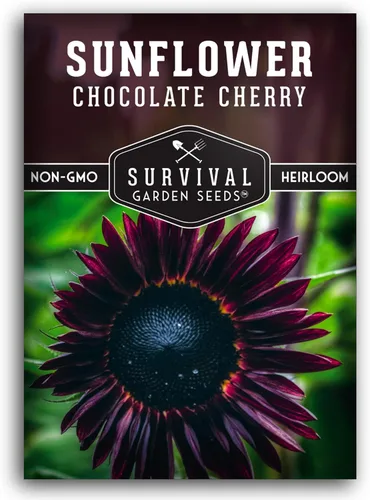 Semillas de girasol de cereza y chocolate para plantar, flores raras de color burdeos negro, flor de reliquia gigante sin OMG de 6 a 7 pies,
