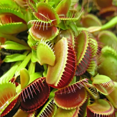 Miniatura 3 de Gusanos de sangre - Gusanos de sangre flotantes liofilizados de grado A para disco, cíclidos, peces marinos, peces tropicales, plantas carnívoras