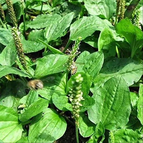 Plátano Chino (Plantago asiatica) - Paquete de 100 Semillas