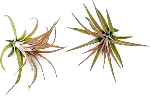 Miniatura 9 de ragnaroc Planta de Aire Viva – Tillandsia Capiput, Jumbo 6-9” - 2 unidades - Llegada Viva Garantizada - Plantas de Casa para Decoración del Hogar