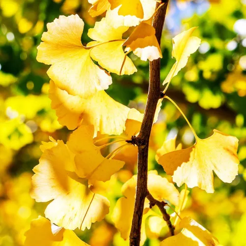 Miniatura 4 de Juego de 2 plantas de ginkgo vivas con raíces desnudas, 6 a 12 pulgadas de alto, árboles de ginkgo biloba para jardín, patio o decoración