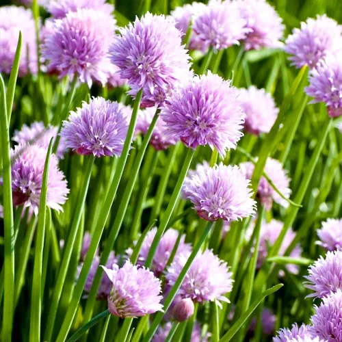 Cebollino Allium Schoenoprasum Semillas de jardín de hierbas de ajo silvestre para plantar alrededor de 100 semillas