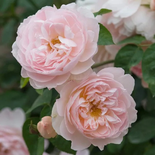 Miniatura 2 de Rosas arbustivas inglesas de reliquia, planta de raíz propia viva para jardín al aire libre, Hermione® suave, muy fragante, zonas de rusticidad
