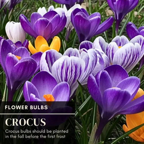 Miniatura 5 de Blue Moon - Bombillas de azafrán para plantar (20 bombillas), flores vibrantes de color morado y azul, flores perennes fáciles de cultivar