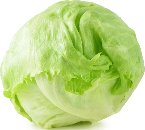Miniatura 10 de Más de 1000 semillas de lechuga Tom Thumb Heirloom, cultivadas en Estados Unidos sin OMG, cultivadas en Estados Unidos, lechuga en miniatura de 5
