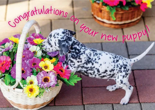 Miniatura 12 de Glory To Dog Desata el paquete de 3 tarjetas de felicitación Felicitaciones por tu nuevo cachorro: ¡Desata la diversión!/Desata el amor!/Libera