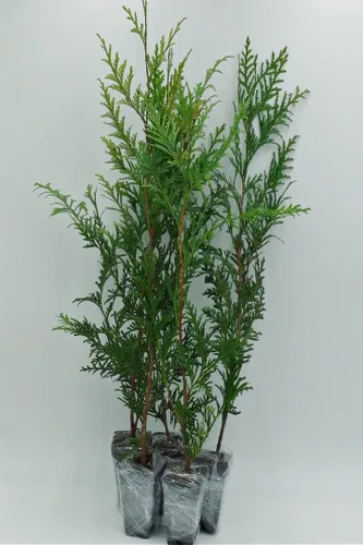 Greenwood Nursery: Árboles vivos – Árbol arborvitae gigante verde + Thuja Standishii X Plicata – [Cantidad: 5 x 2.5 macetas] – (Haga clic para ver