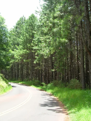 Miniatura 4 de Loblolly Pine Tree Semillas Premium Pinus taeda Plants'® (Premium Seeds, 100)