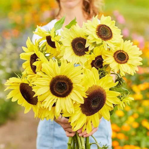 Miniatura 5 de Eden Brothers Semillas de girasol - Autumn Beauty