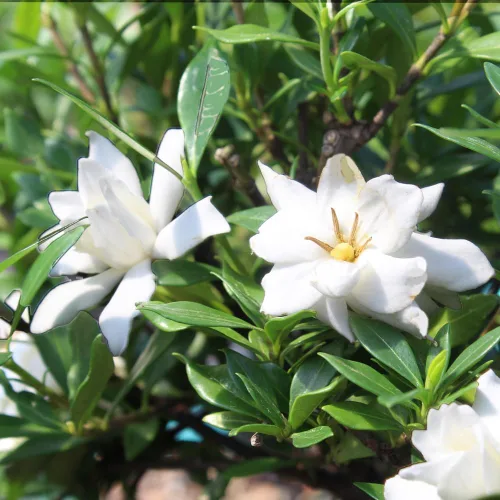 Miniatura 5 de Brussel”s Bonsai - Árbol bonsai de Gardenia viva para exteriores
