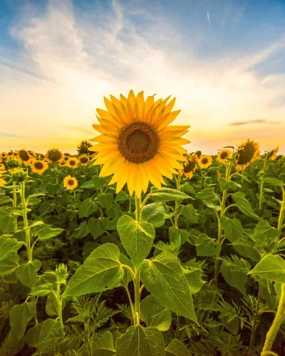 Semillas de girasol de mamut para plantar, cultiva flores gigantes de sol en tu jardín, 50 semillas de reliquia no transgénicas, instrucciones