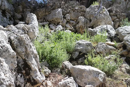 Miniatura 6 de PURELY WILD Extra Power - Gotas líquidas de aceite de orégano – Fórmula mediterránea cosechada silvestre del Dr. Cass Ingram – Vulgare de Origanum
