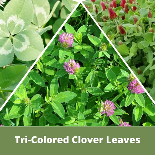 Miniatura 3 de Flawn Seed Kits Semilla de trébol tricolor, mezcla igual de trébol rojo carmesí, trébol rojo medio, trébol blanco holandés, bolsa con cremallera