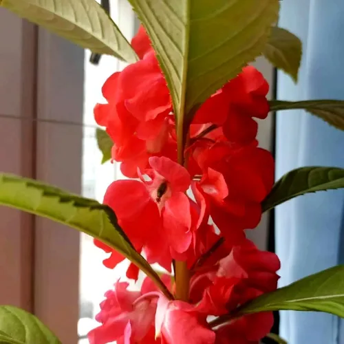 Miniatura 2 de Semillas de bálsamo de jardín 50+ semillas para cultivar Impatiens balsamina Double Impatiens Planta anual