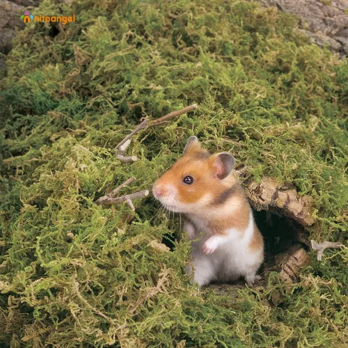 Miniatura 3 de Niteangel Cama de musgo natural suave de musgo de bosque de 5L para hámsters sirios enanos, jerbos, ratones, degus u otros animales pequeños