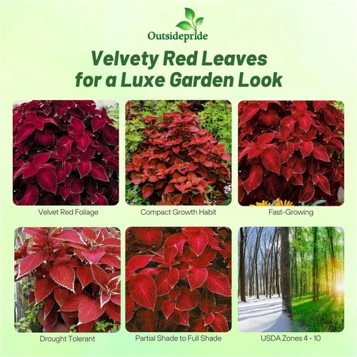 Miniatura 2 de Outsidepride Wizard Velvet Red Coleus Semillas para plantar – 200 piezas anuales, compactas y fáciles de cultivar, semillas de flores con follaje