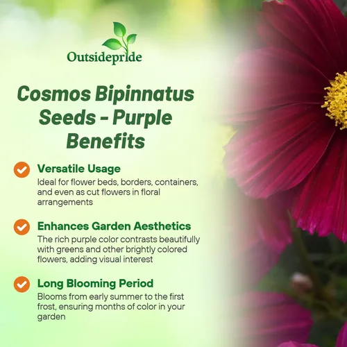 Miniatura 3 de Outsidepride Sonata Purple Cosmos Bipinnatus Seeds – 50 piezas anuales, fáciles de cultivar y tolerantes a la sequía, semillas de flores