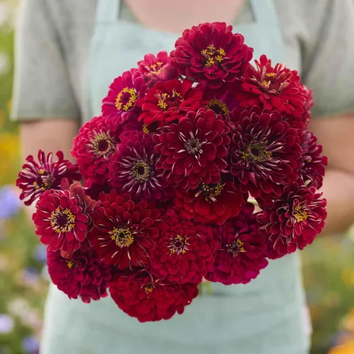 Miniatura 103 de Eden Brothers - Semillas de zinnia, cactus con flores, sin OMG, plantar en primavera, paquete, flores de bajo mantenimiento, zonas 3, 4, 5, 6, 7, 8